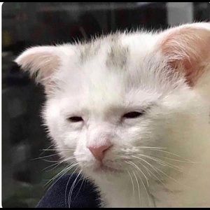 Meet your Posher, Lucas